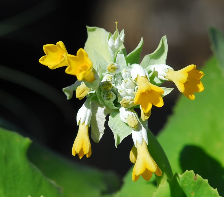 La primula di Palinuro - Simbolo del Parco