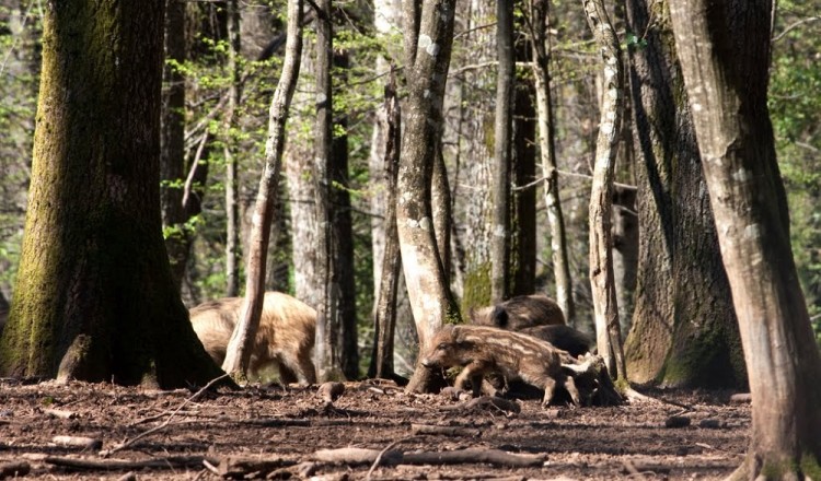 Parco del Cilento - Buonabitacolo Bosco cerreto